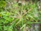 Swallen Fingergrass, Finger Grass (Chloris barbata Sw)