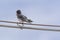 Swallow above the high voltage wires in an urban glimpse