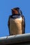 Swallow against the blue sky