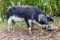 Swallow-bellied Mangalica pig