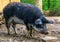 Swallow bellied mangalitsa pig in closeup, domesticated hybrid breed from Hungary