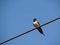 The swallow bird