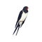 Swallow bird. Beautiful songbird with forked tail and long pointed wings. Wildlife theme. Detailed vector element for