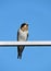 Swallow bird on metallic rail, Lithuania