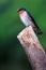 Swallow bird sitting on a branch