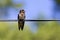Swallow bird on wire