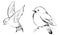 Swallow birds sketches. Birds vector illustrations. Minimal simple drawings. Flying bird and sitting bird. Hand drawn line drawing