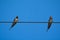 Swallow birds on wire.