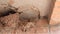 A swallow builds a clay nest, located in a brick wall below the roof