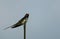 Swallow chick on sky background