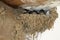 Swallow chickens, Hirundo rustica, waiting for their parents to be fed