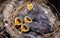 Swallow chicks waiting to get food with their beaks wide open