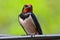 Swallow closeup on a cable, mating season - blurry background, feather detail