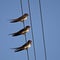 Swallow family on electric wires