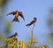 Swallow family learning lessons