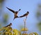 Swallow family learning lessons