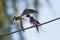 swallow feeds her hungry Chicks on the wires