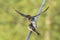 Swallow fledglings being fed outside sitting on a wire