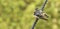 Swallow fledglings  outside sitting on a wire