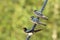 Swallow fledglings  outside sitting on a wire