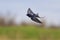 Swallow flies over a field, unique frame