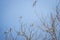 Swallow flock on tree against sky background. Wildlife concept. Swallows on bare tree branches. Wild birds concept. Resting birds.