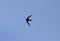 Swallow flying over blue sky during summer season in mallorca