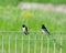 swallow in the garden