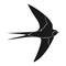 Swallow icon vector illustration. silhouette bird