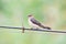 A swallow on line