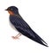 Swallow or Martin as Warm-blooded Vertebrates or Aves Vector Illustration