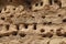 Swallow nests on sandy cliff