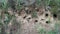 Swallow nests under the edge of the Sandstone cliff below the nesting site