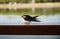 Swallow on outdoor fence wire