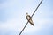 Swallow perched on a power line