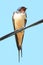 Swallow perching on a wire