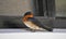 Swallow: Petrochelidon pyrrhonota