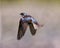 Swallow Photo and Image. Flying with spread wings with a colourful background in its environment and habitat surrounding