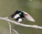 Swallow Photo Stock. Swallow couple in courtship season and enticing her back displaying spread wings in their environment and