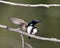 Swallow Photo Stock. Swallow couple in courtship season and enticing her back displaying spread wings in their environment and