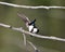 Swallow Photo Stock. Swallow couple in courtship season and enticing her back displaying spread wings in their environment and