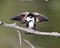 Swallow Photo Stock. Swallow couple in courtship season and enticing her back displaying spread wings in their environment and