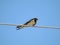 Swallow on the power line wire