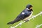 Swallow profile facing right at Spurn Head, East Yorkshire.