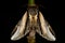 Swallow prominent moth (Phoesia tremula)