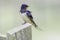 Swallow resting on fence post