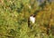 Swallow in the row of a pine observing the trail, lerida, spain, europe