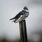 Swallow on Rusty Post