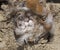 Swallow Sand Martin and its nest with eggs