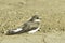 Swallow Sand Martin / Riparia riparia